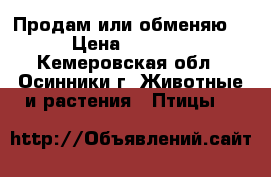 Продам или обменяю. › Цена ­ 1 000 - Кемеровская обл., Осинники г. Животные и растения » Птицы   